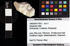 Foto (Objket + Etiketten) von Decapoda indet. 